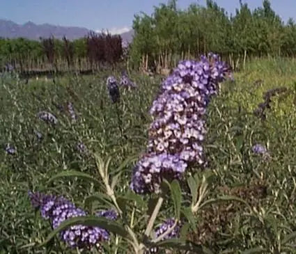 Butterfly Bush, Nanho Blue