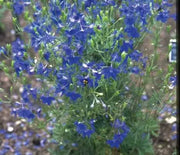 Larkspur, Blue Butterfly