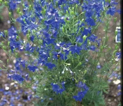Larkspur, Blue Butterfly