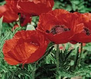 Poppy, Oriental Beauty of Livermere