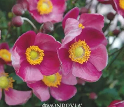 Anemone, Pretty Lady Diana