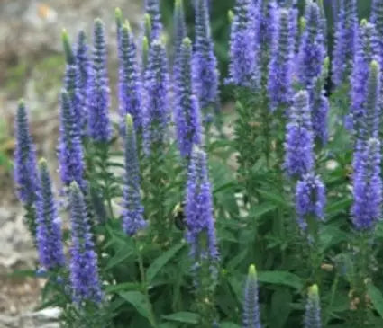 Speedwell, Light Blue Moody Blues