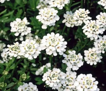 Candytuft, Purity