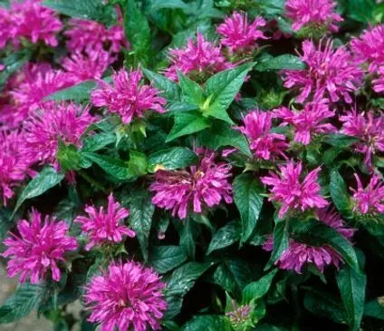 Bee Balm, Grand Parade