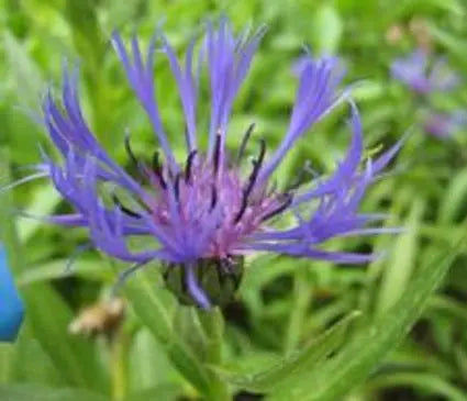 Bachelor Button, Perennial