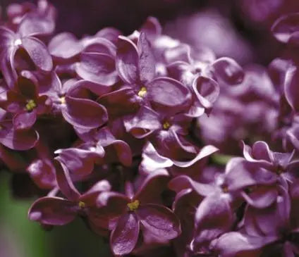 Lilac, Monge