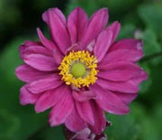 Anemone, Pamina