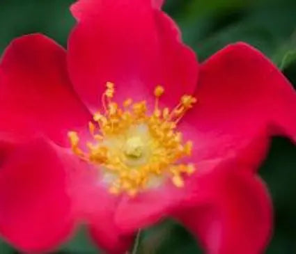 Rose, Screaming Neon