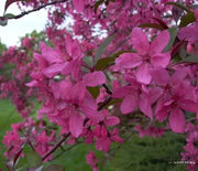 Crabapple, Prairifire