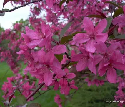 Crabapple, Prairifire