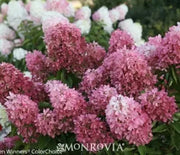 Hydrangea, Zinfin Doll