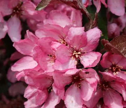Crabapple, Raspberry Spear