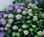 Hydrangea, Bloomstruck
