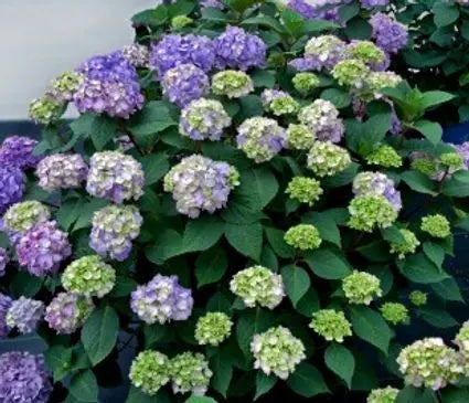 Hydrangea, Bloomstruck