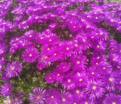 Ice Plant, Purple
