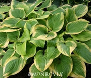 Hosta, Fragrant Bouquet