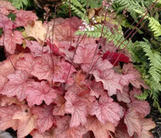 Coral Bells, Georgia Peach