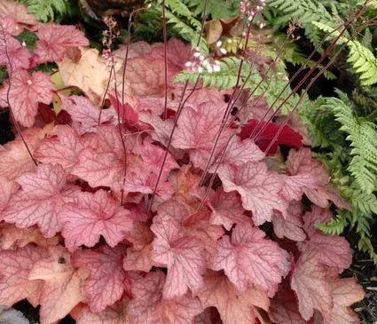 Coral Bells, Georgia Peach