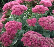 Sedum, Neon