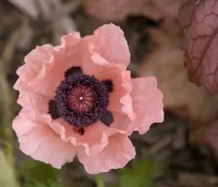 Poppy, Oriental Princess Victoria Louise