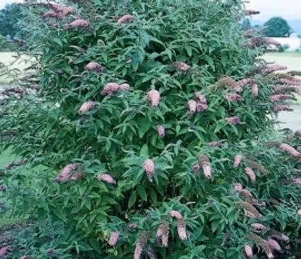 Butterfly Bush, Moonshadow