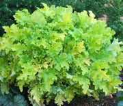 Coral Bells, Lime Marmalade