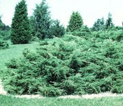 Juniper, Pfitzer