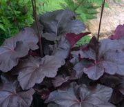 Coral Bells, Obsidian