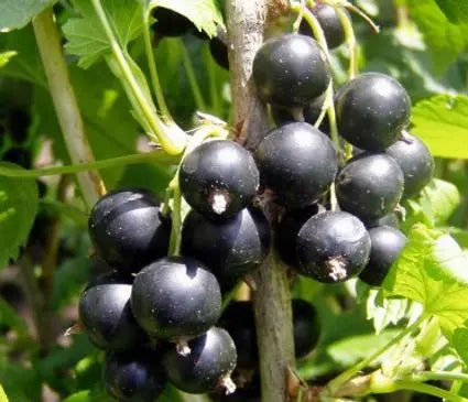 Currant, Black Consort