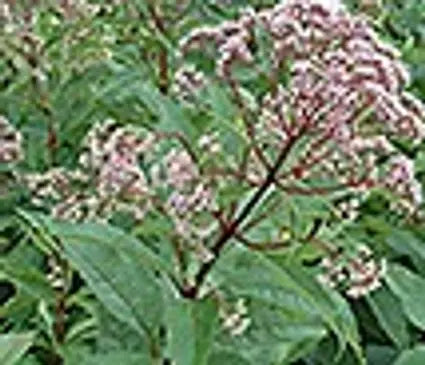 Joe Pye Weed, Gateway