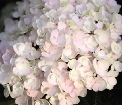 Hydrangea, Blushing Bride