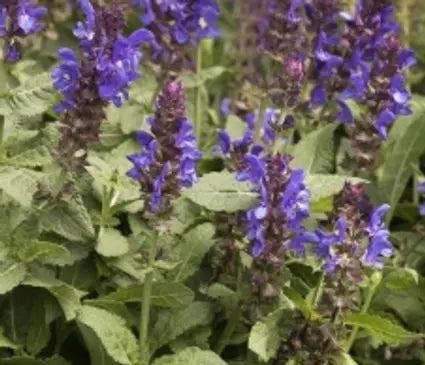 Meadow Sage  Blue Marvel