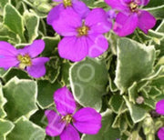 Rock Cress, Variegated