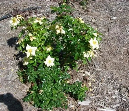 Rose, Carefree Sunshine