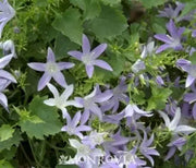 Bellflower, Blue Waterfall