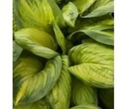 Hosta, Stained Glass