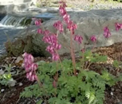 Bleeding Heart, King Of Hearts