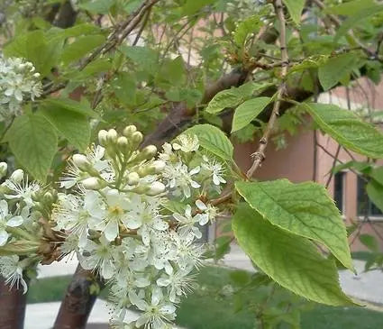 Chokecherry, Aumur