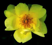 Rose, Harison's Yellow