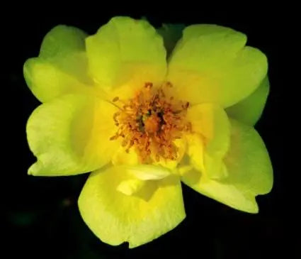 Rose, Harison's Yellow