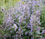 Catmint, Blue Wonder