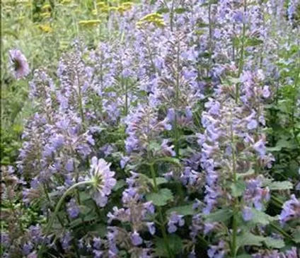 Catmint, Blue Wonder