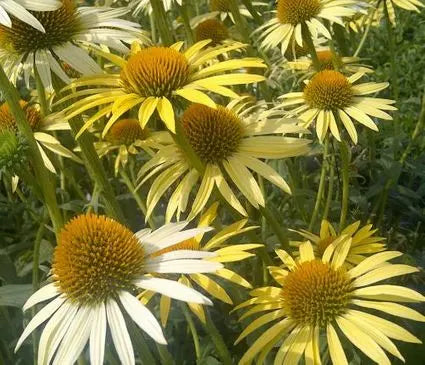 Coneflower, Mellow Yellow