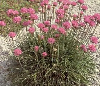 Dianthus, Tiny Rubies