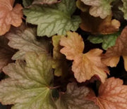 Coral Bells, Carnival Watermelon