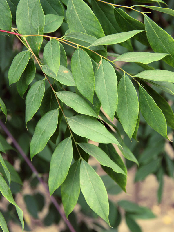 Kentucky Coffee Tree, Espresso