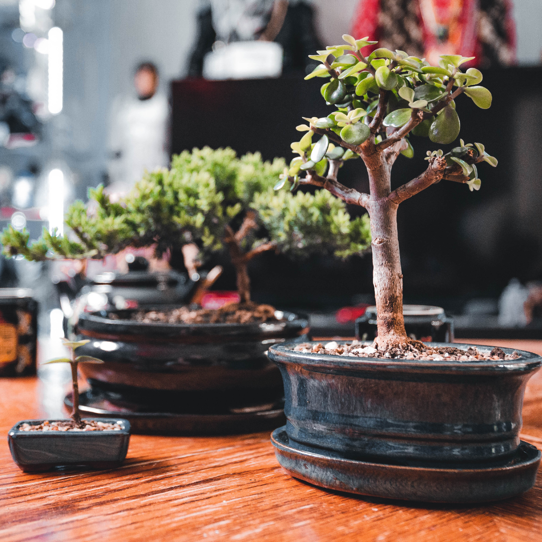 Fossil Creek Nursery