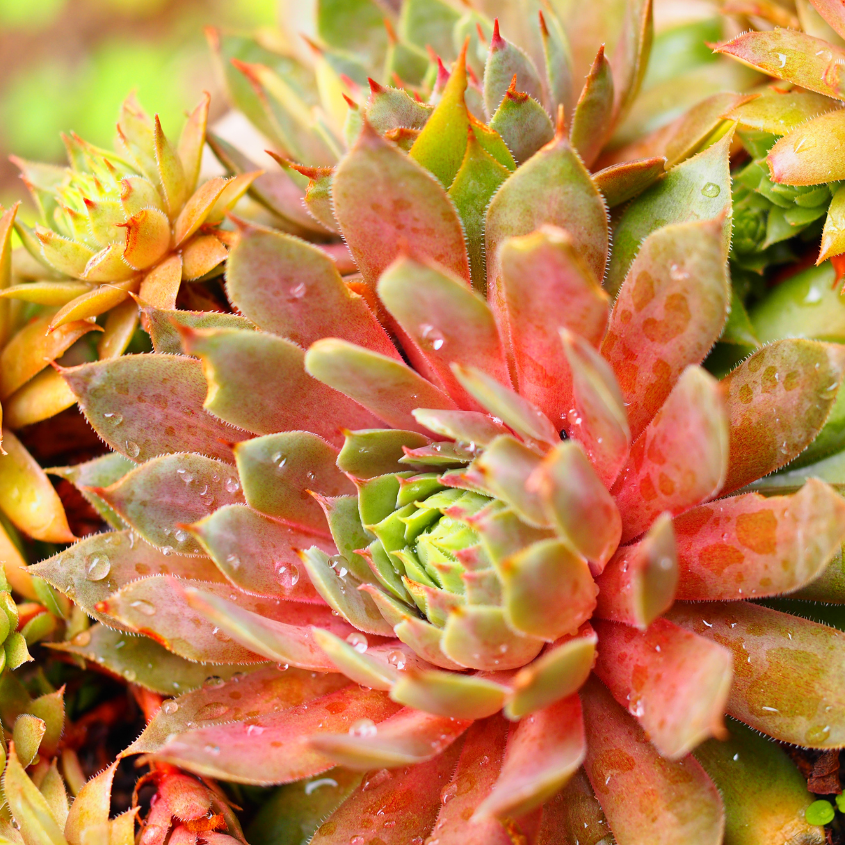 Fossil Creek Nursery