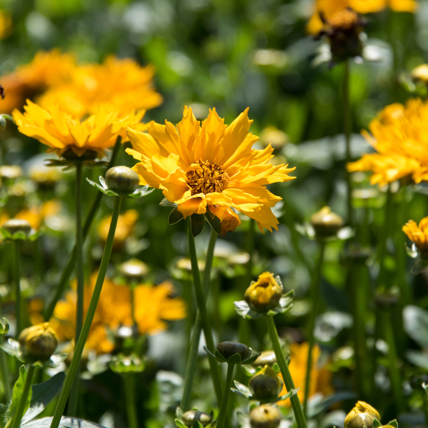 Tickseed, Jethro Tull