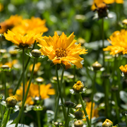 Tickseed, Jethro Tull